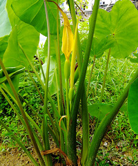 [������]��ͷ������