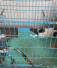 ����һ������С���������