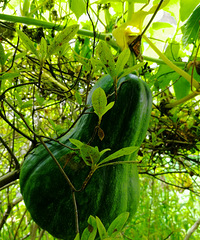 [������]��ɵ�ϡ�������