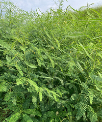 ����һ����˵����ֲ������ǰ�����ϵ�