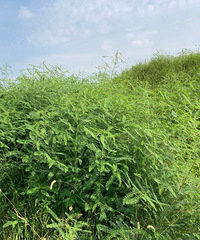 ����һ����˵����ֲ������ǰ�����ϵ�