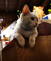 ����ʶ������������꣬���ǵĹ��´�һֻè��ʼ�ˡ���