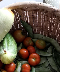 �ݶ���԰�ջ�����