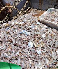 ������ջ�