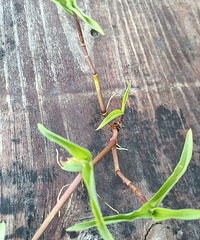 �����Ұ������Ƥʯ����