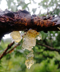 [������]������糿�����ҽ�