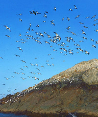 ���˺��ʳԵ��������������͵��ġ��������顱