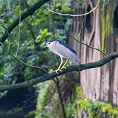 �ϳ����ĵ���ҹ��