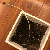 ��˵Ҫ�����ϸ��ҳ�