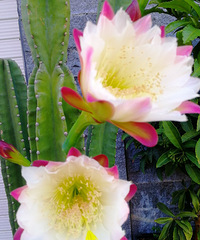 [������]����ʲô������꼻������������