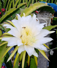 [������]����ʲô������꼻������������