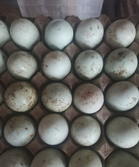 Ѽ���Ѿ��ǵ�10Ԫһ�ΪɶѼ�Ӷ����յ����ˡ�