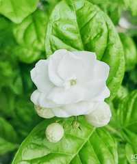 �ڴ���������