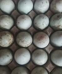 Ѽ���ǵ�10Ԫ/����