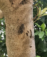 ��Υ�˵ġ�ɣѾ����Խ��Խ�ټ���