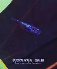 #�ҵĵ����ճ�#�ڴ�2.0