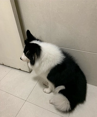 �޳���������