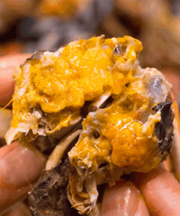 ��λ�����޿�ħ���ɷ�һ��������6ֻ���������ͽ���ҽԺ