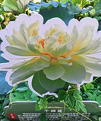 ���������ǧ����