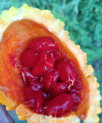 ��ι�������ô���г�İ���