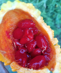 ��ι�������ô���г�İ���