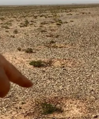 ����ɭ����ֲ���������ǻĵأ����ѷ��ʡ��ҵ��������ء�