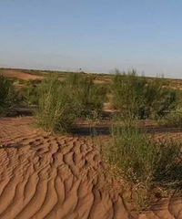 ����ɭ����ֲ���������ǻĵأ����ѷ��ʡ��ҵ��������ء�