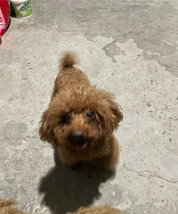 ���������ţ�С���͵�