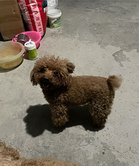 ���������ţ�С���͵�