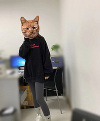 �������Ե����Լ۱ȳ��ߵ�װ����