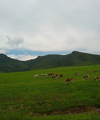 ���ɹ�������