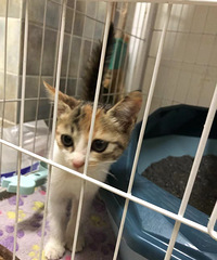 �ɰ�����С���������ʼҳ���