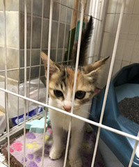 �ɰ�����С���������ʼҳ���