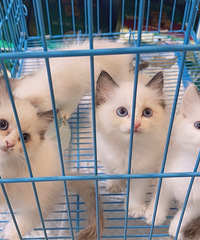 һ��С��ż����ĸ���У�1200v:gln000219