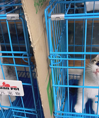 ������˾���ɿɰ���1100v��gln000219