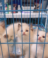 һ��С��ż����ĸ���У�1200v:gln000219