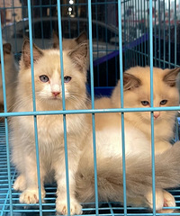 һ�ѷ��в�ż