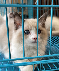 һ�ѷ��в�ż