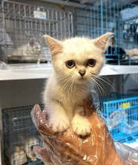 ����ĸ���������