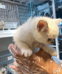 ����ĸ���������