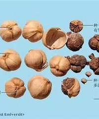 “我的外卖里,有一整颗罂粟!”浙江女子报警