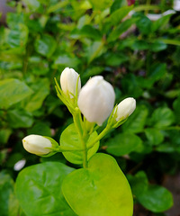 ���򻨾�ȻҲ����