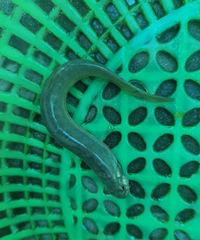 Ϊɶ����������Բͷ�ģ����������ӳ�����С����