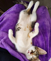 ����Сè�����