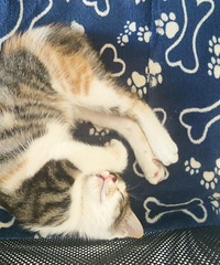 ����Сè�����