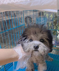 С��ǳ��̩�ϡ�ĸ