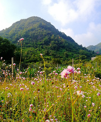 ���������Ұ���ޤ�ݿ�����