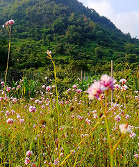 ��Ұ���ޤ�ݿ�����