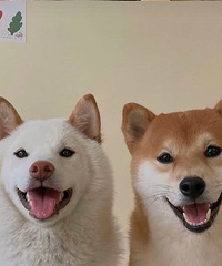 ��С����ǣǣ�ߣ�Ѱ170+·��С�磬Ҫ�����ȶ�Ƣ����