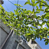 ��������˹��ڷ�